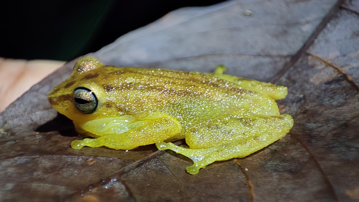 One of the Raorchestes frogs.