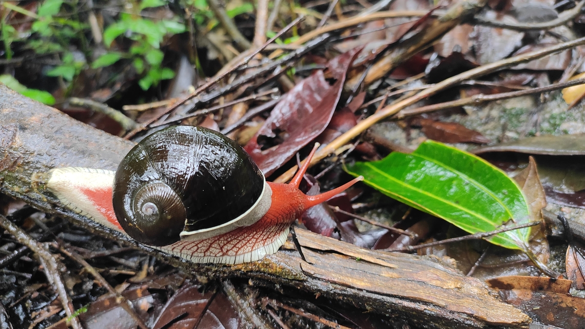 Indrella ampula 